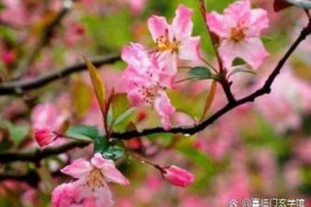 桃花劫的八字