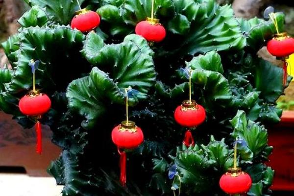 传统风水10种招鬼的花千万不能摆放在家里
