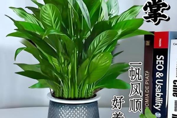白掌风水攻略