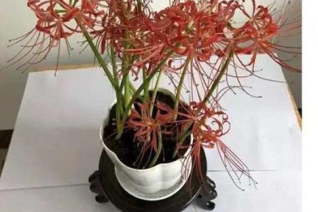 传统风水10种招鬼的花千万不能摆放在家里