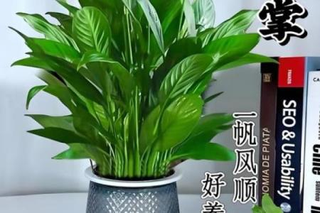 白掌风水攻略