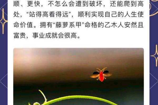 女命富贵的八字，藤萝系甲是帮还是劫#财运