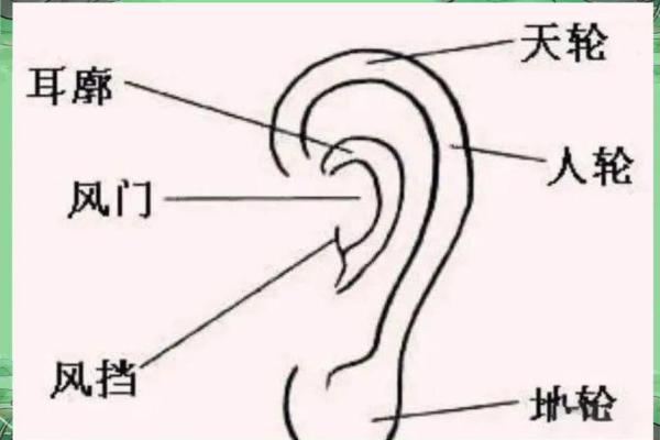 耳相算命图解，如何从耳相看人的命运