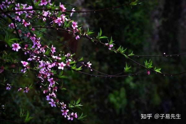 婚恋之防烂桃花的风水是怎样的