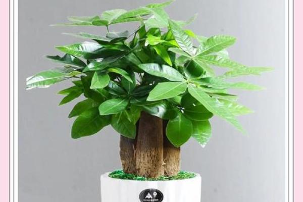 办公室风水绿植选择有哪些可以带来财运