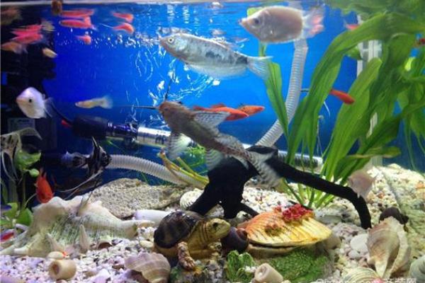 办公室养鱼风水也有讲究 不注意的话就犯了大忌