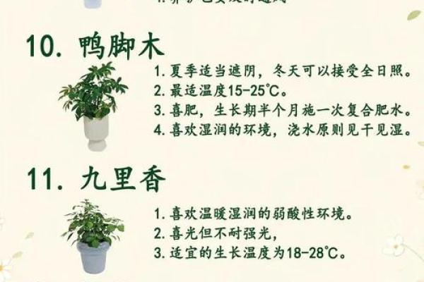 如何通过养植物改善室内风水