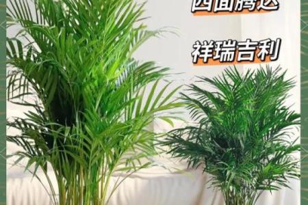 富贵椰子的风水寓意