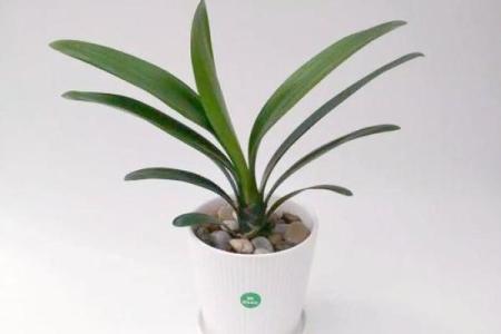 室内盆栽植物的介绍和风水作用