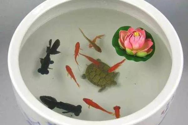 记住这些养鱼风水,会让你财源滚滚来