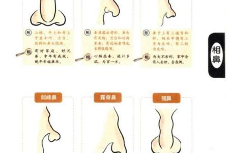 济缘算命：解读鼻子对命运的影响