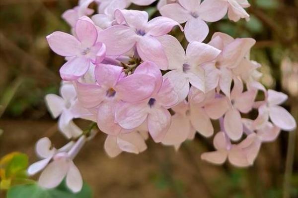 花树花枝算命