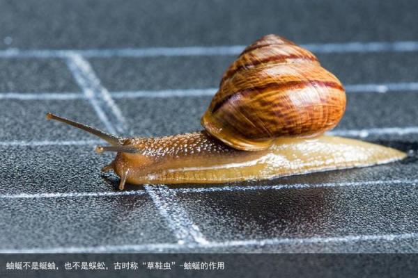 蚰蜒风水之说