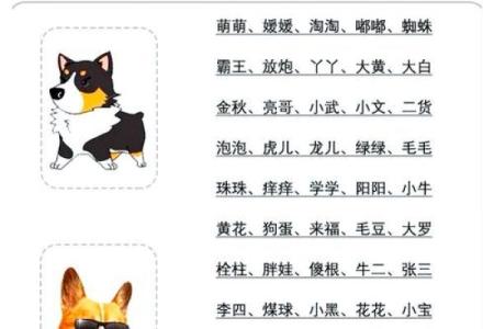 十月份出生的属狗男孩应该如何取一个好名字姓名