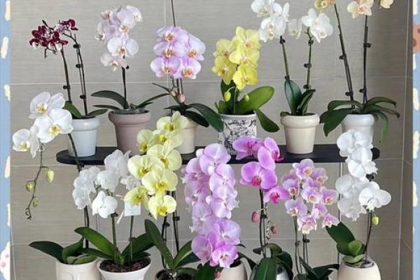 家里摆放假花会影响风水吗