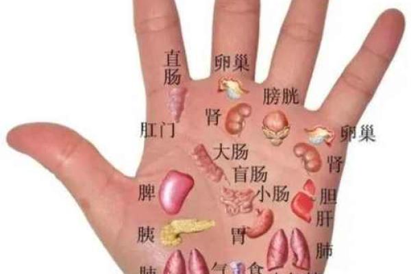 看手相算命生命线 手相图解生命线怎么看
