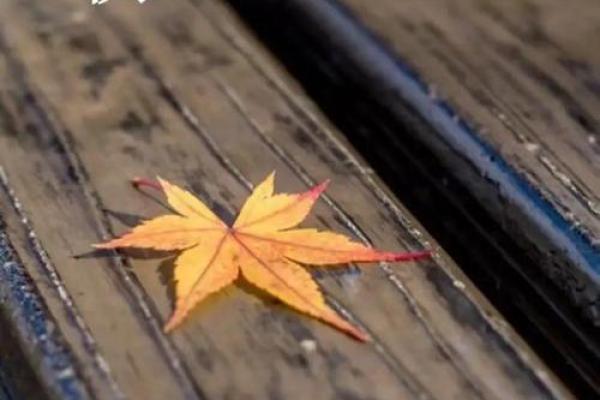 2024年立秋出生的男孩八字缺木怎么取名？五行缺木有什么影响？