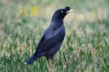 羽的八字