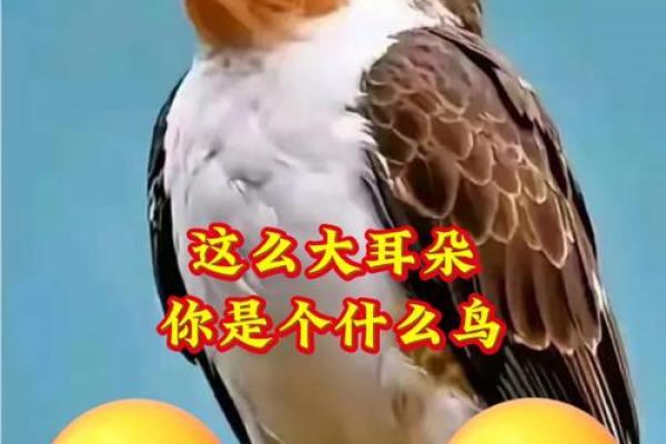 测试小鸟的名字吉凶