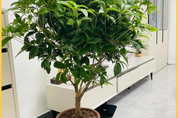 月老姻缘树有几种 月老姻缘树是什么树？