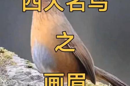测试小鸟的名字吉凶