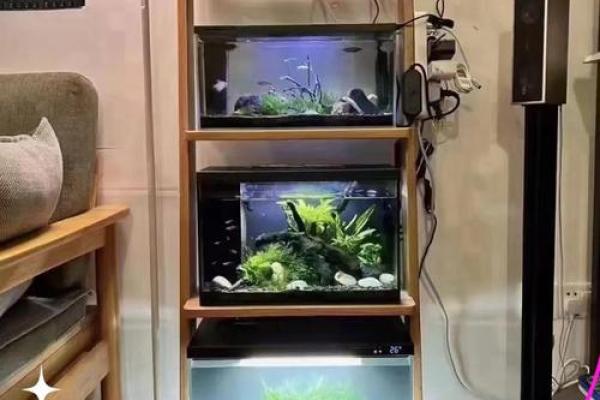 在鱼缸里盖房子好不好风水