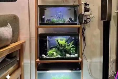 在鱼缸里盖房子好不好风水