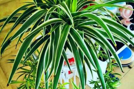 必须知道的风水植物优点有哪些？