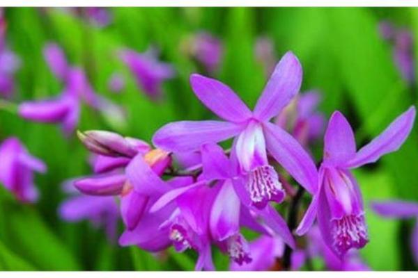 8字紫薇姻缘 紫薇姻缘预测？