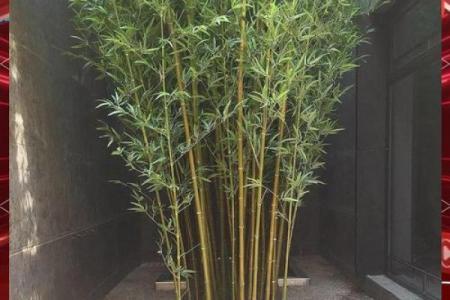 房子旁边竹子风水