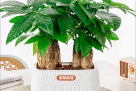 发财树风水摆放位置