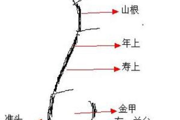 面相算命鼻子
