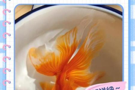 金鱼缸风水尾数功能鱼算不