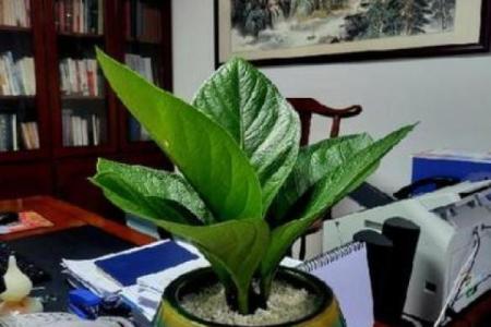 办公室风水植物_老板的办公室要放什么植物