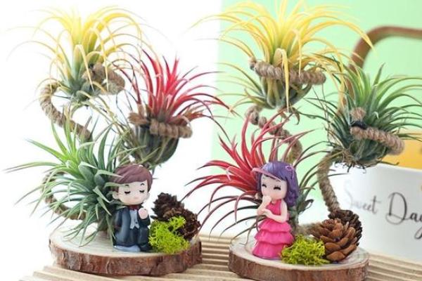 家居风水如何在家里种植菠萝为家庭带来好运