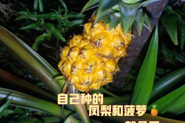 家居风水如何在家里种植菠萝为家庭带来好运