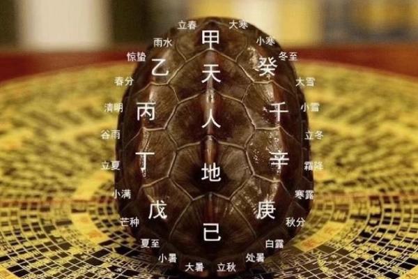 什么龟壳算命比较好