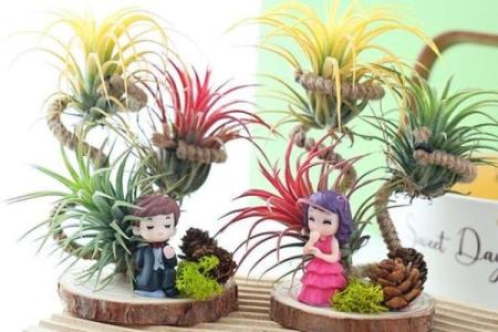 家居风水如何在家里种植菠萝为家庭带来好运