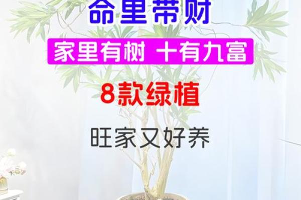 风水开运 木命男人如何旺财