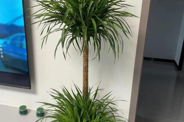 龙血树的寓意与风水作用