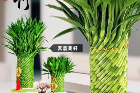 风水转运_鸿运竹养几根才更好