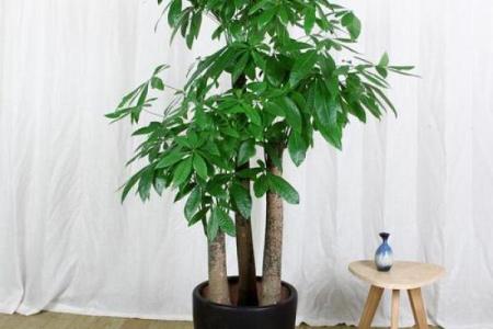 风水做生意家里养什么花好可以有利于财运
