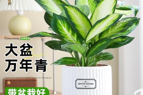 万年青 风水