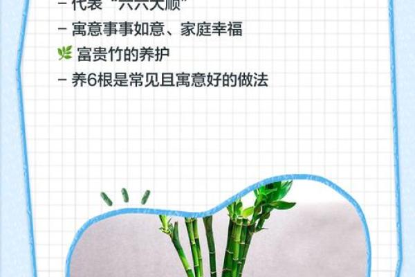 家中养富贵竹风水有讲究